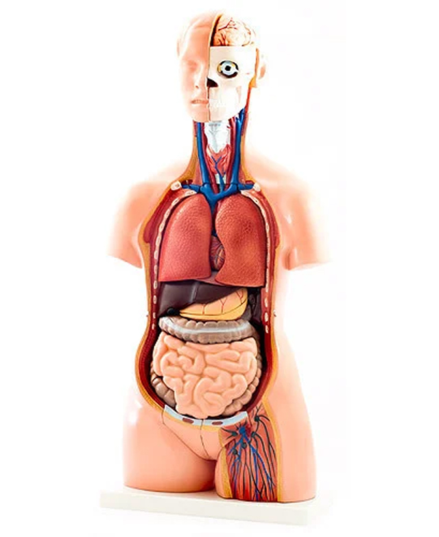 Anatomical & Nursing Models